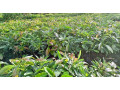 grafted-fuerte-avocado-seedlings-for-sale-small-0