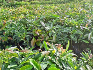 grafted-fuerte-avocado-seedlings-for-sale