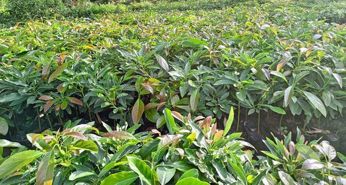 grafted-fuerte-avocado-seedlings-for-sale-big-0