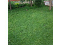 simlaw-seeds-lawn-grass-paspalum-small-0