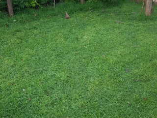 simlaw-seeds-lawn-grass-paspalum