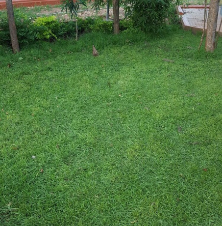 simlaw-seeds-lawn-grass-paspalum-big-0
