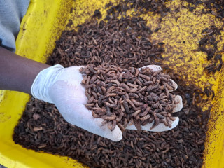black-soldier-fly-bsf-farming-solutions-karatina